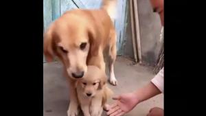 Momma Dog Protects Her Pup