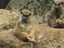 Very tired meerkat