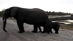 Baby elephant scares itself