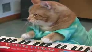 Keyboard cat is back!