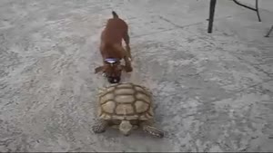Crazy turtle chases dog.