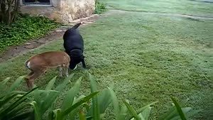 Dog and deer playing