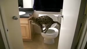 Toilet trained Savannah Cat