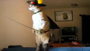 Standing Musketeer Cat