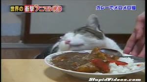 Cat loves Indian Food