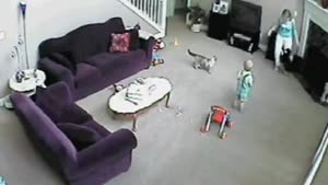 Cats Attack Babysitter