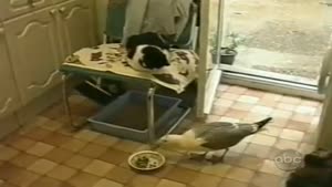 Seagull Swipes Cat's Food