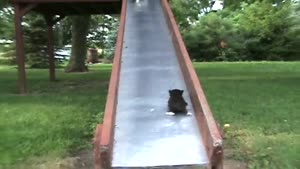 Cute Kittens On The Slide