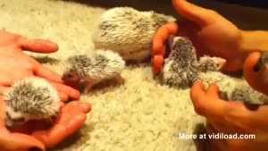 Hedgehog Babies Are Super Cute!