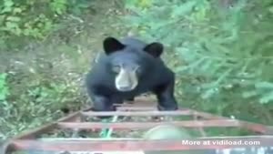 Bear Quickly Turns Around