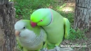 Parrot Wants A Kiss