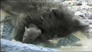 Rat Cuddles Kitten