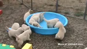 Empty Pool Confuses Puppies