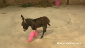 Cute Little Donkey With Pink Casts