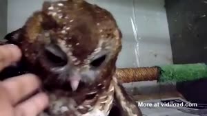 Little Owl Wants To Cuddle