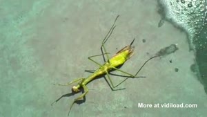Parasite Crawling From Praying Mantis