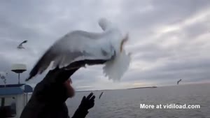 Fishermen Grabs Seagull Out Of The Sky