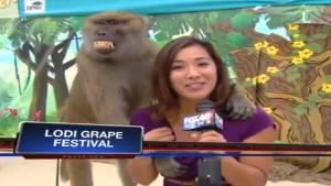 Baboon Squeezes Reporter's Breasts