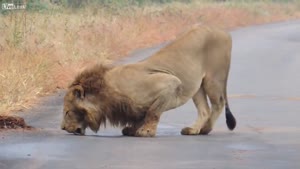 Lion Goes Crazy For Female Scent