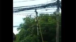 Removing Snake From Powerlines