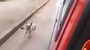 Loyal Dog Chasing Owner In Ambulance