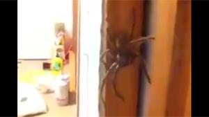 Little Girl Plays With Huge Spider