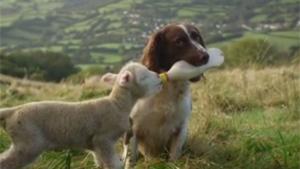 Dog Feeding Lamb