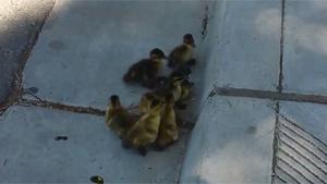 Baby Ducks Teamwork