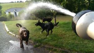 Dogs Having Fun With The Water Hose