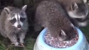 Baby Raccoon Loves Milk