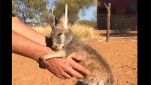 Baby Kangaroo Finds New Mommy