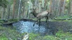 Young Elk Playing In Puddle