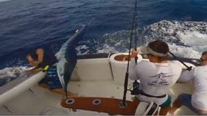 Fisherman Almost Impaled by Huge Marlin