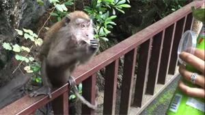 Sneaky Monkey Mom Steals Chips