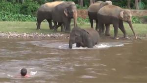 Elephant Rescues Caretaker