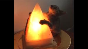 Kitten Worshiping Mystic Lamp