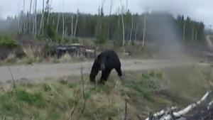 Black Bear Attack
