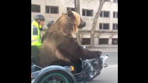 Motorbike Ride With Bear