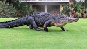 Huge Alligator Takes A Stroll