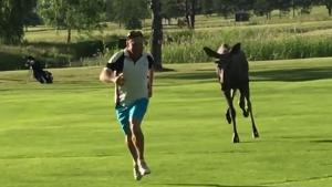 Moose Scares Away Golf Player