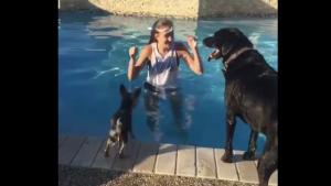 Clever Yorkie Stays Dry Crossing The Pool