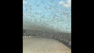 Driving Through A Swarm Of Locusts