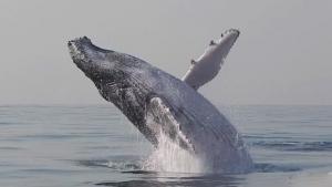 Breaching Humpback Whales