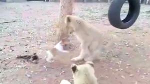 Dog Picks Fight With Tiger Cubs