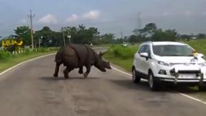 Rhino Charging Cars On Road
