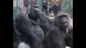 Horny Gorilla Shows How It's Done