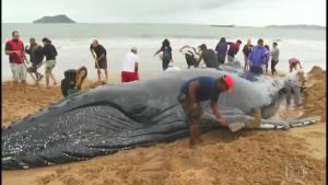 Rescuing Beached Whale