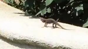 Lizard Doing His Morning Workout