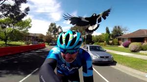 Bird Attacks Cyclist