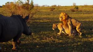 Rhino Interrupts Mating Lions